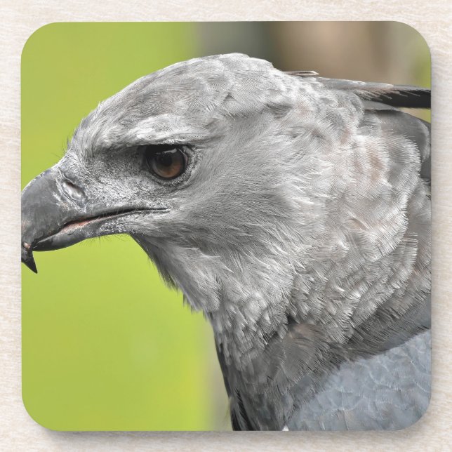 Porta-copo Harpy Eagle 2.JPG (Frente)