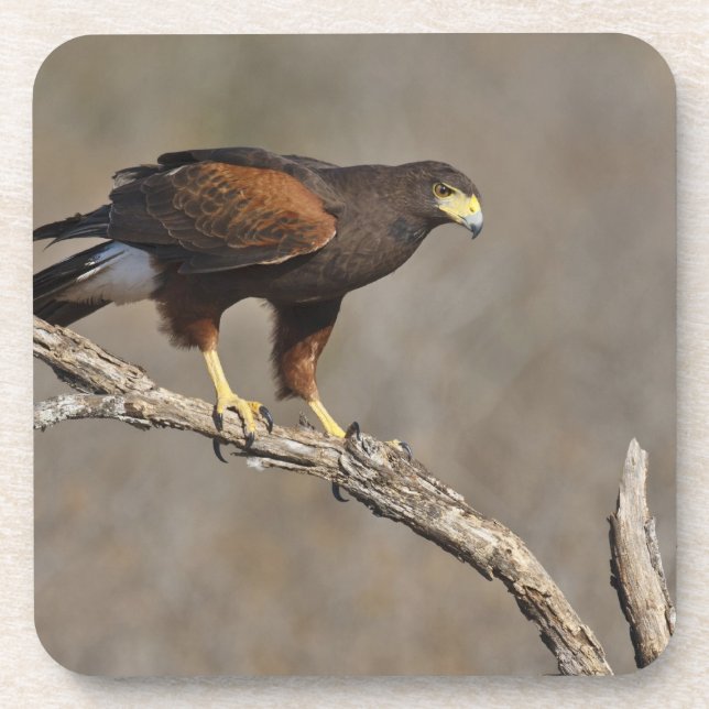 Porta-copo Harris's Hawk perched raptor (Frente)