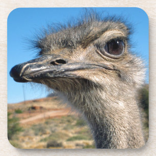 Porta-copo Harry, o feliz avestruz