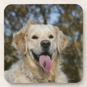Porta-copo Headshot 3 do golden retriever