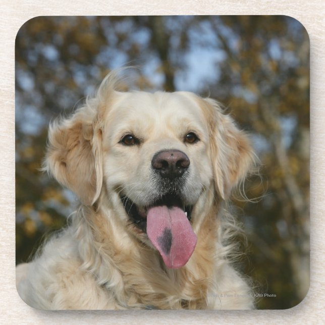 Porta-copo Headshot 3 do golden retriever (Frente)