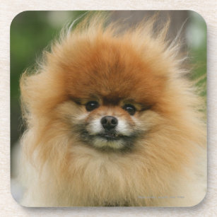 Porta-copo Headshot de Pomeranian que olha a câmera