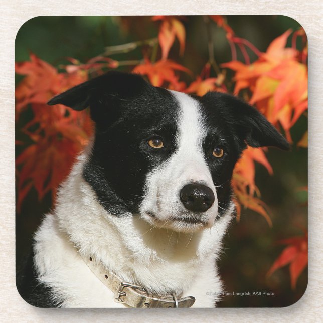 Porta-copo Headshot do outono de border collie (Frente)