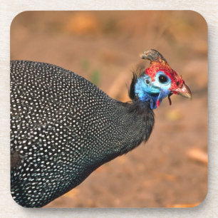 Porta-copo Helmeted Guiné Fowl (Numida meleagris). África,