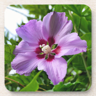 Porta-copo Hibiscus