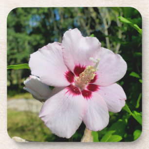 Porta-copo Hibiscus