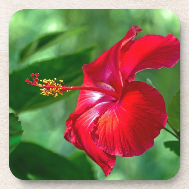 Porta-copo Hibiscus Blossom (Frente)