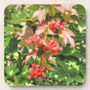 Porta-copo Highbush Cranberry