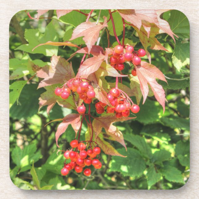 Porta-copo Highbush Cranberry (Frente)