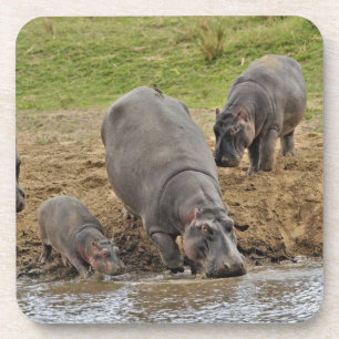 Porta-copo Hipopótamo, Hippopotamus amphibius, Serengeti
