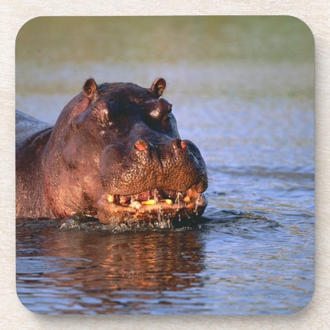 Porta-copo Hippopotamus no rio (Frente)