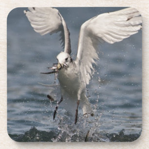 Porta-copo Hovering Kittiwake