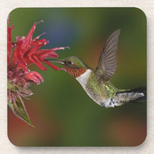 Porta-copo Hummingbird com garganta-seca masculina