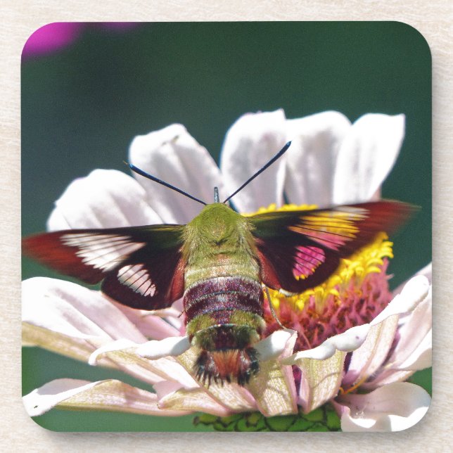 Porta-copo Hummingbird Moth (Frente)