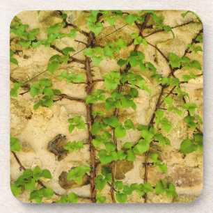 Porta-copo Hydrangea petiolaris