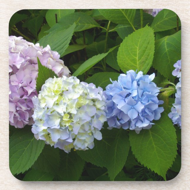 Porta-copo Hydrangeas (Frente)