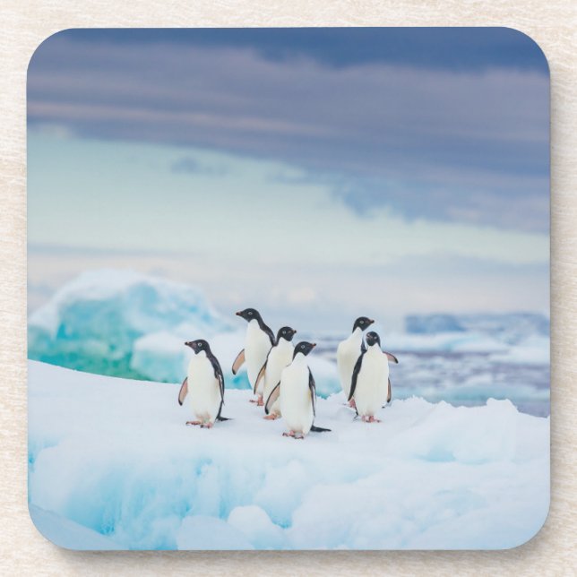 Porta-copo Ice & Snow | Adelie Penguins Antarctica (Frente)