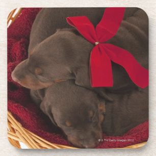 Porta-copo Igualmente Doberman Pincher. Cão doméstico de