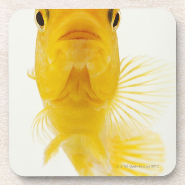 Porta-copo Igualmente sabido como o peixe dourado (Frente)