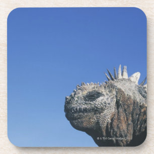 Porta-copo Iguana marinha