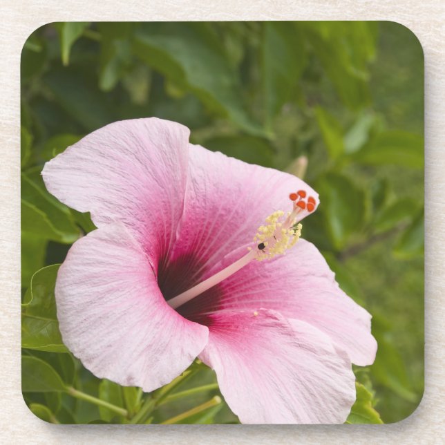 Porta-copo Ilhas Cook, Atiu. Flor de hibisco. (Frente)