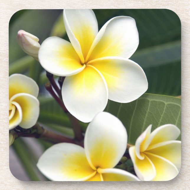 Porta-copo Ilhas Frangipani (Frente)