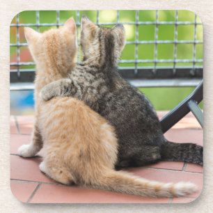 Porta-copo Imagens de Getty dois gatinhos em um balcão