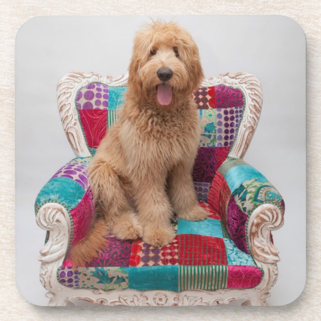 Porta-copo Imagens de Getty | Goldendoodle bonito (Frente)