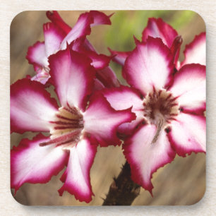 Porta-copo Impala Lírio (Adenium Multiflorum), Kruger