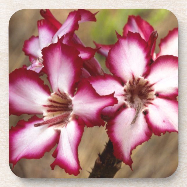 Porta-copo Impala Lírio (Adenium Multiflorum), Kruger (Frente)
