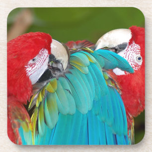 Porta-copo Impressão vermelho e azul do papagaio do macaw