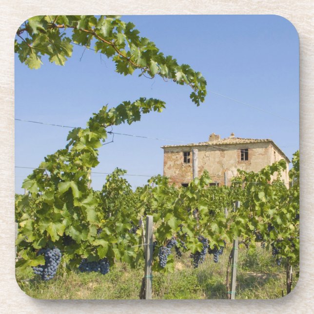 Porta-copo Itália, Toscana, Montepulciano. Uvas de vinho pron (Frente)