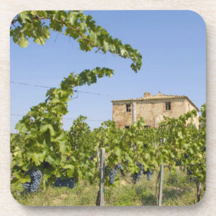 Porta-copo Itália, Toscana, Montepulciano. Uvas prontas