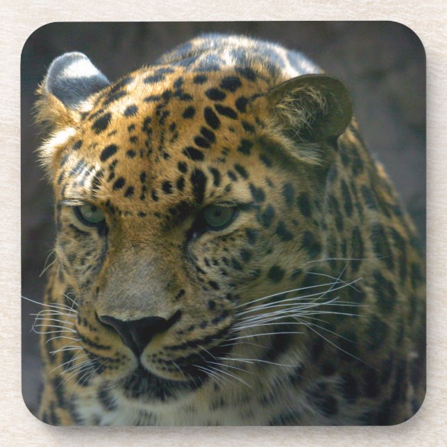 Porta-copo Jaguar (Frente)