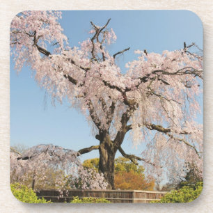 Porta-copo Japão, Quioto. Cerejeira chorona sob céu azul