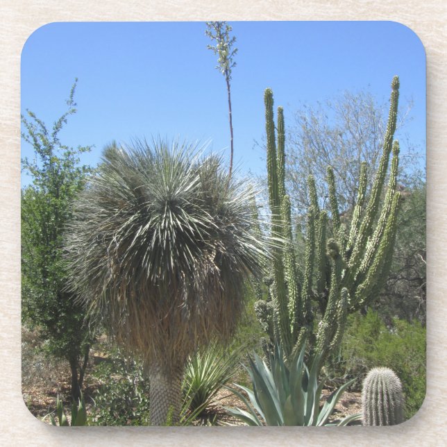 Porta-copo Jardim Cactus (Frente)
