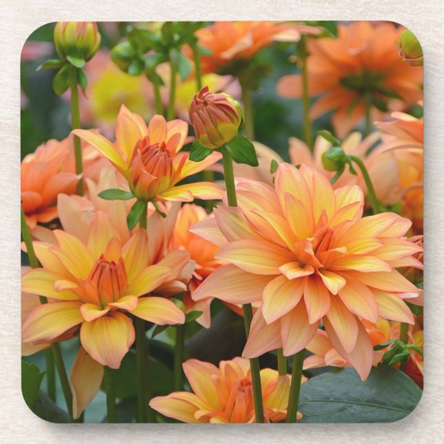 Porta-copo Jardim de flores da dália laranja (Frente)