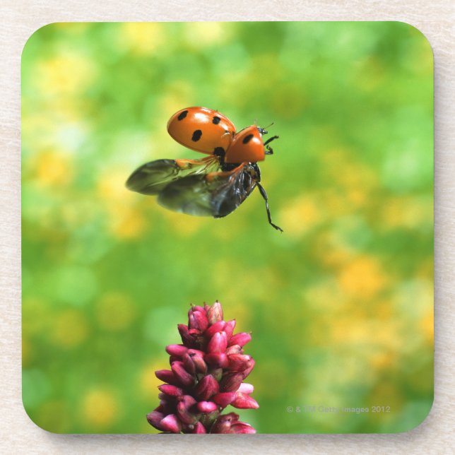 Porta-copo joaninha (Frente)