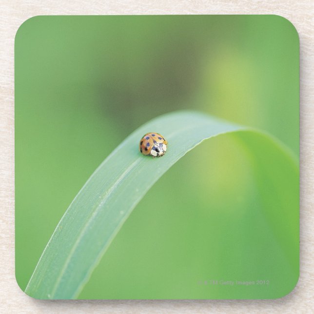 Porta-copo Joaninha de Brown (Frente)