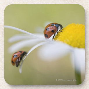 Porta-copo Joaninhas em uma margarida de oxeye, Biei,