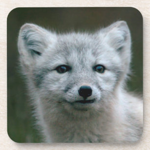 Porta-copo Jogo do Fox ártico das imagens de Getty