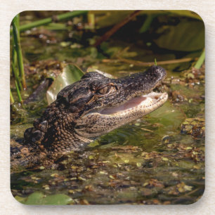 Porta-copo Jovem Alligator