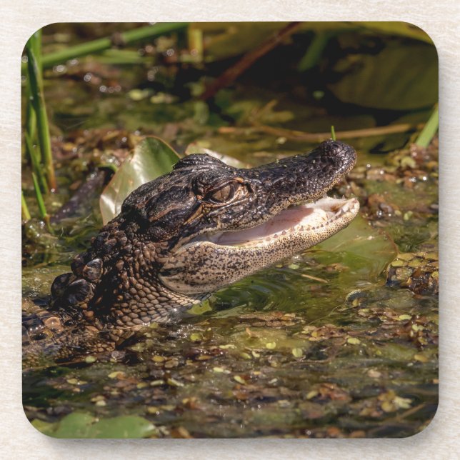 Porta-copo Jovem Alligator (Frente)