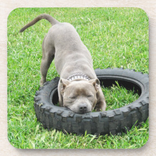 Porta-copo Jovem Homem Staffy Adora Brincar,