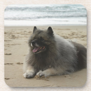 Porta-copo keeshond em beach.png