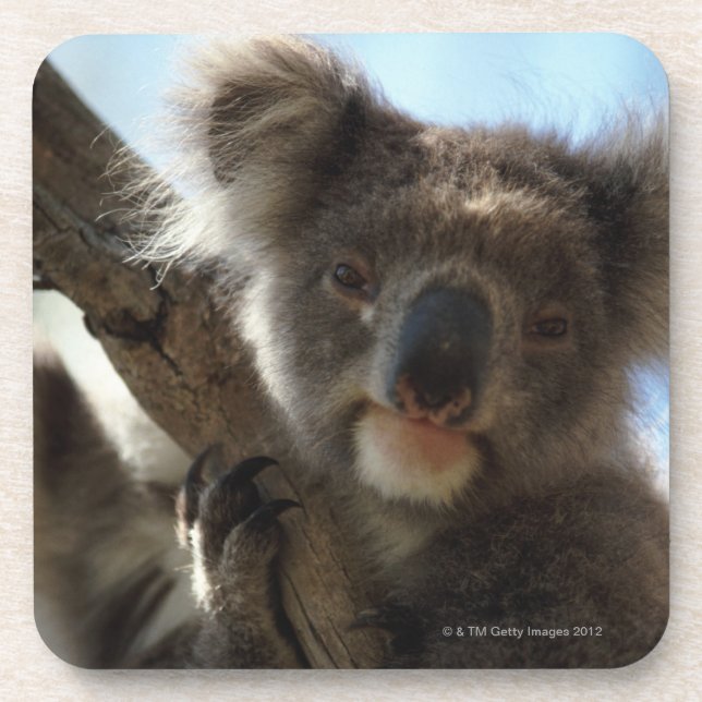 Porta-copo koala (Frente)
