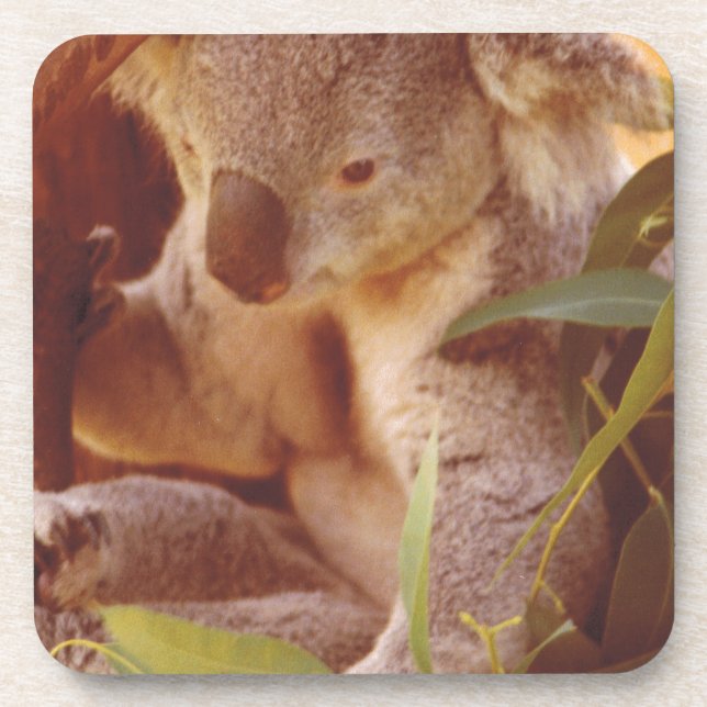 Porta-copo Koala Bear Love (Frente)
