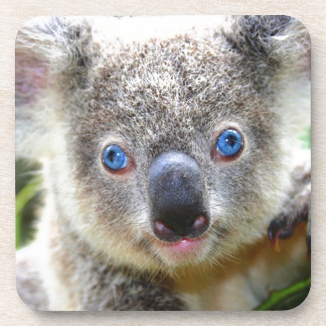 Porta-copo Koala Bears (Frente)