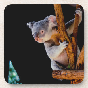 Porta-copo Koala Cute na Cinza