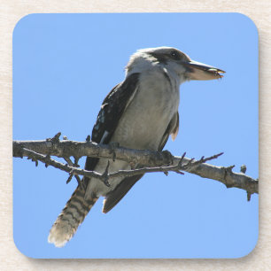 Porta-copo Kookaburra australiano